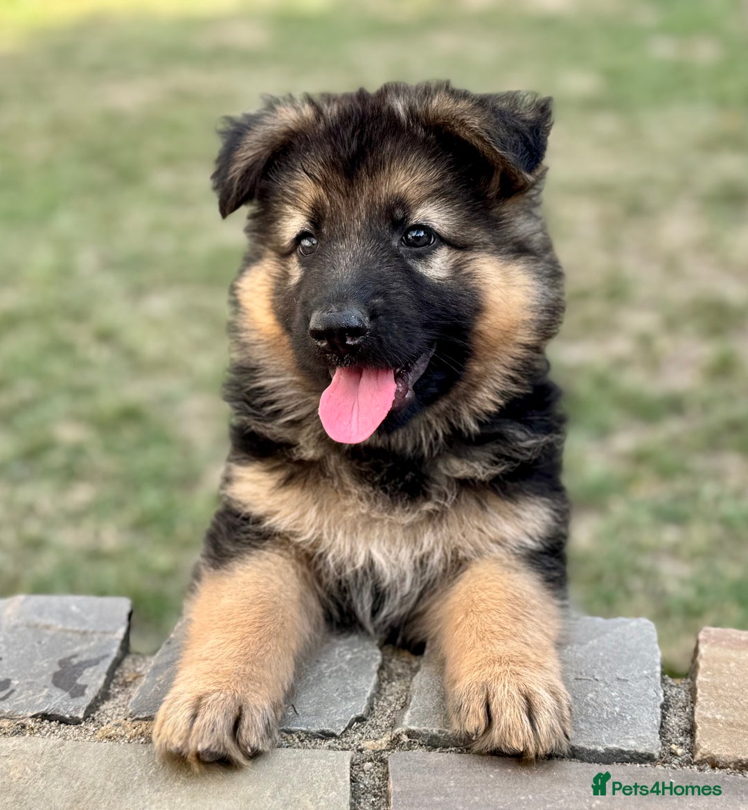 German Shepherd dogs for sale: STUNNING GSD PUPPIES, 2 BOYS AVAILABLE  - Image 2