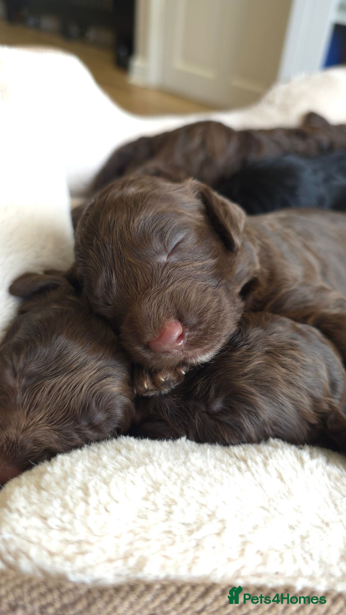 Cockapoo dogs Purest Quality F1 Cockapoo Puppies Chocolate Black - Advert 2