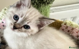 Ragdoll cats for sale: Pure Ragdoll Boys – Raised with Mum in Family Home - Image 14