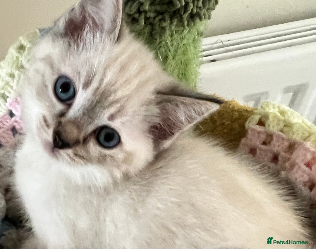 Ragdoll cats for sale: Pure Ragdoll Boys – Raised with Mum in Family Home - Image 14