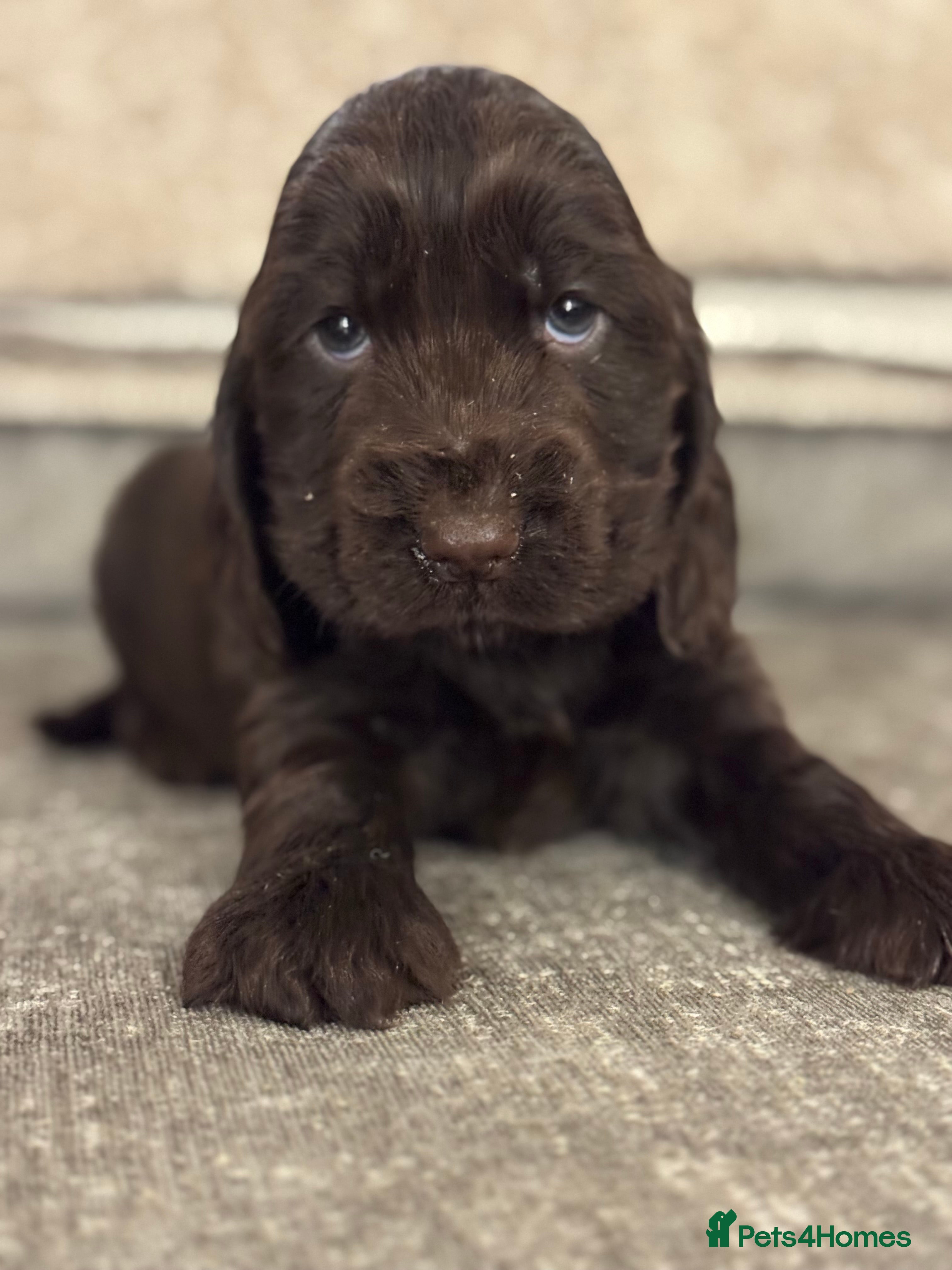 Cocker Spaniel dogs 100% SHOWTYPE COCKERS KC REGISTERED HEALTH TESTED  - Advert 1