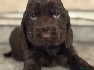 Cocker Spaniel dogs 100% SHOWTYPE COCKERS KC REGISTERED HEALTH TESTED - Advert 6