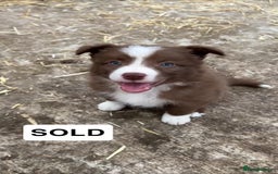 Border Collie dogs for sale: Working red/brown border collie pups 1 BOY LEFT - Image 7