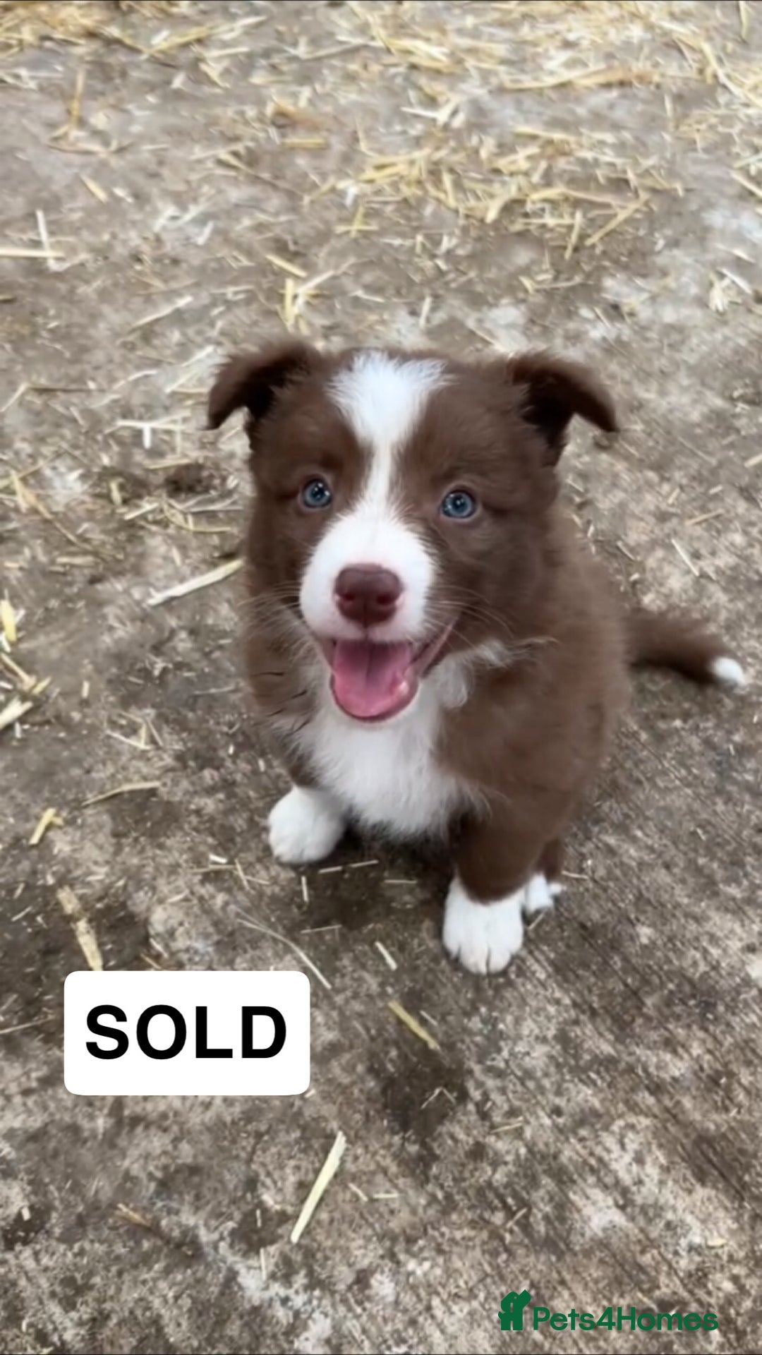 Border Collie dogs for sale: Working red/brown border collie pups 1 BOY LEFT - Image 7