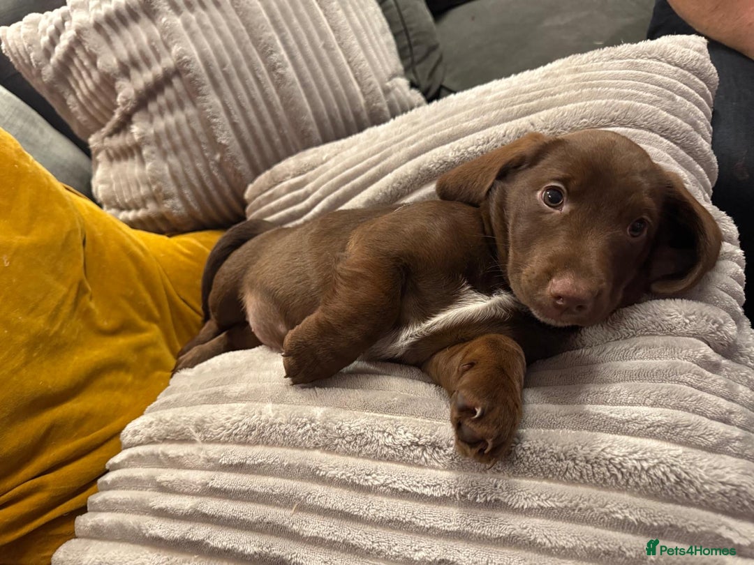 Mixed Breed dogs for sale: Doxie puppies  - Advert 16