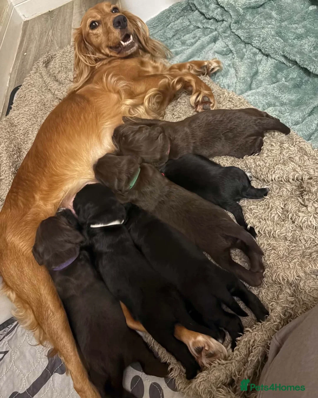 Mixed Breed dogs for sale: Working cocker spaniel puppies  - Advert 1