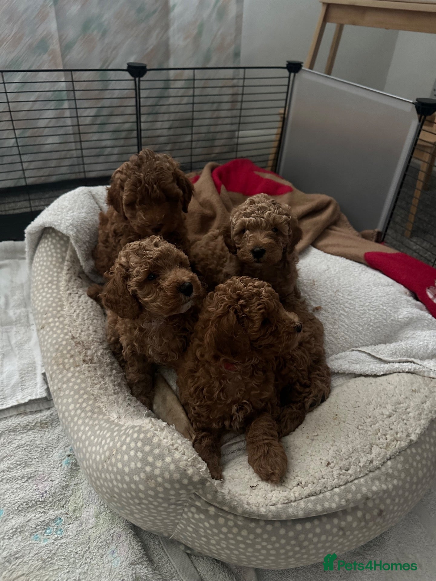 Schnoodle dogs Beautiful schnoodle puppies  - Advert 2