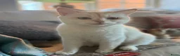 British Shorthair cats for sale: Gorgeous GCCF registered British Shorthair Boy  - Advert 11