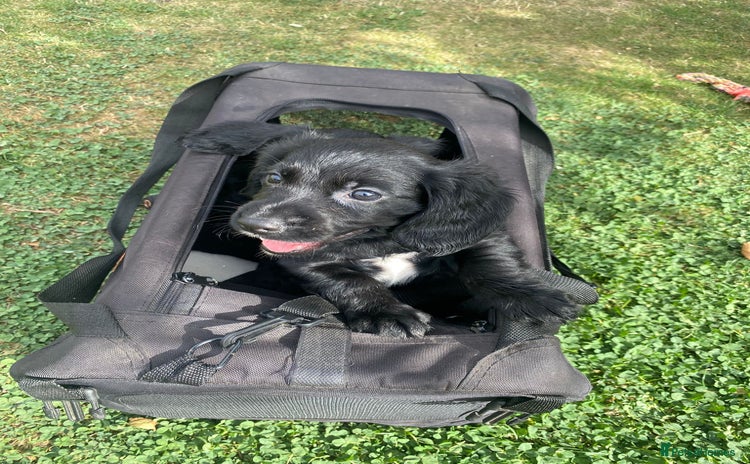 Cocker Spaniel dogs - Advert 7