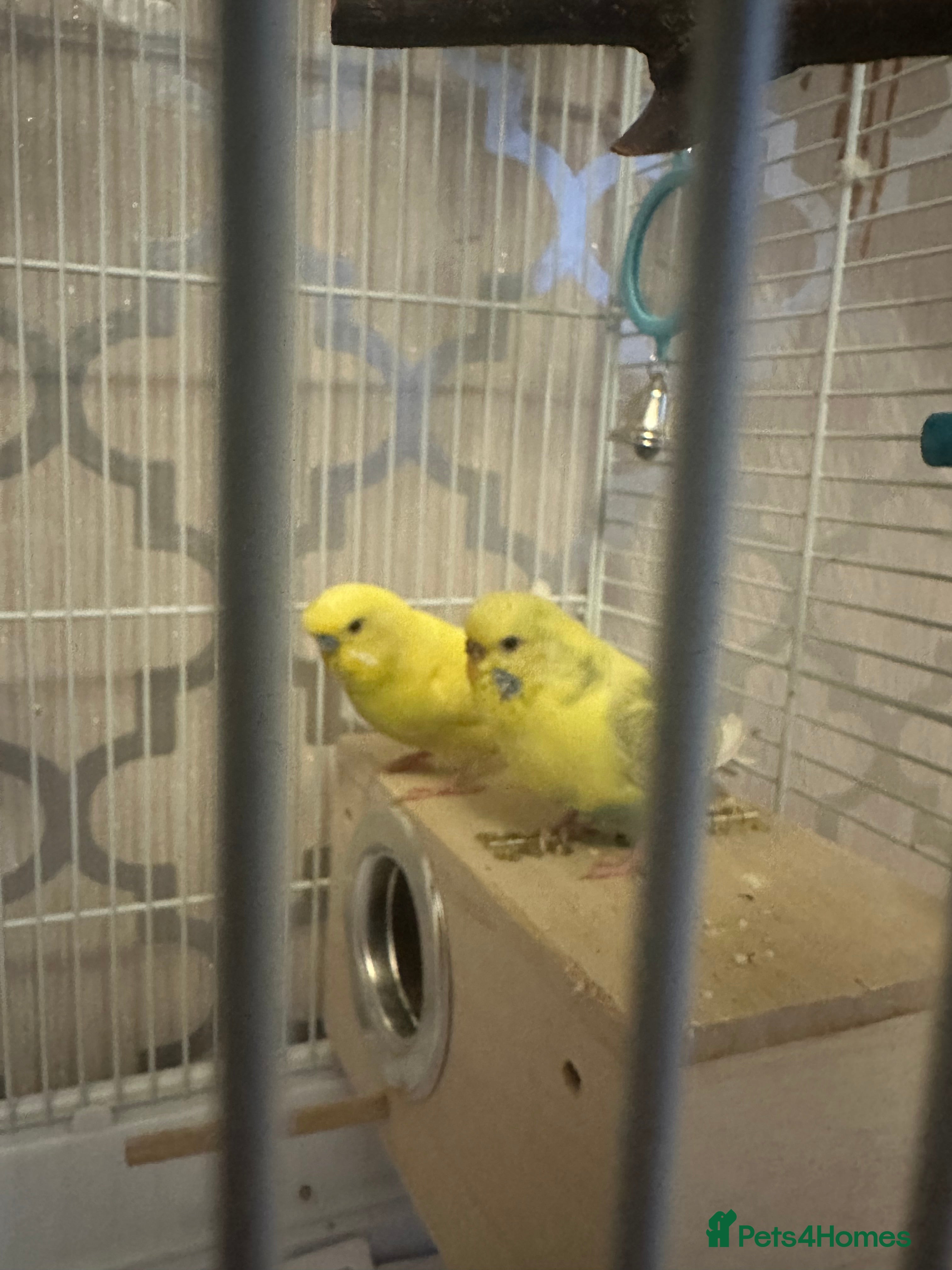 Budgerigars birds Pair of friendly budgies  - Advert 1