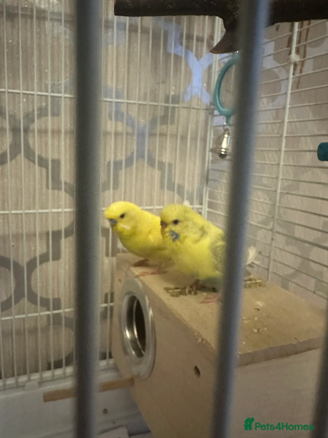 Budgerigars birds for sale: Pair of friendly budgies  - Advert 1
