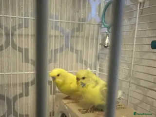 Budgerigars birds Pair of friendly budgies - Advert 1