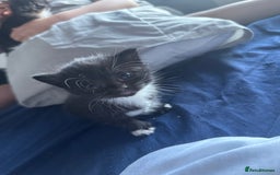 Mixed Breed cats for sale: Male and female kittens  - Image 4