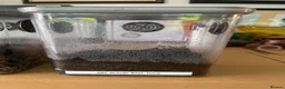 Tarantulas invertebrates for sale: Tarantula Juvenile for Sale - Advert 5