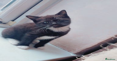 Mixed Breed cats - Advert 14