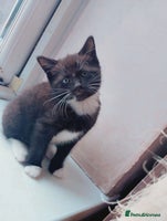 Mixed Breed cats - Advert 6