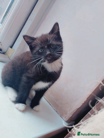 Mixed Breed cats - Advert 16