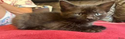Mixed Breed cats for sale: Kittens for sale - Advert 3