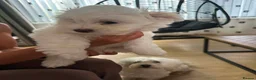 Maltese dogs for sale: 2 GIRLS Gorgeous baby Maltese  in Coventry - Advert 10