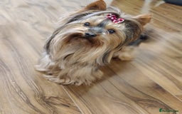 Yorkshire Terrier dogs for sale: Outstanding RARE Yorkshire terrier Chocolate - Image 24