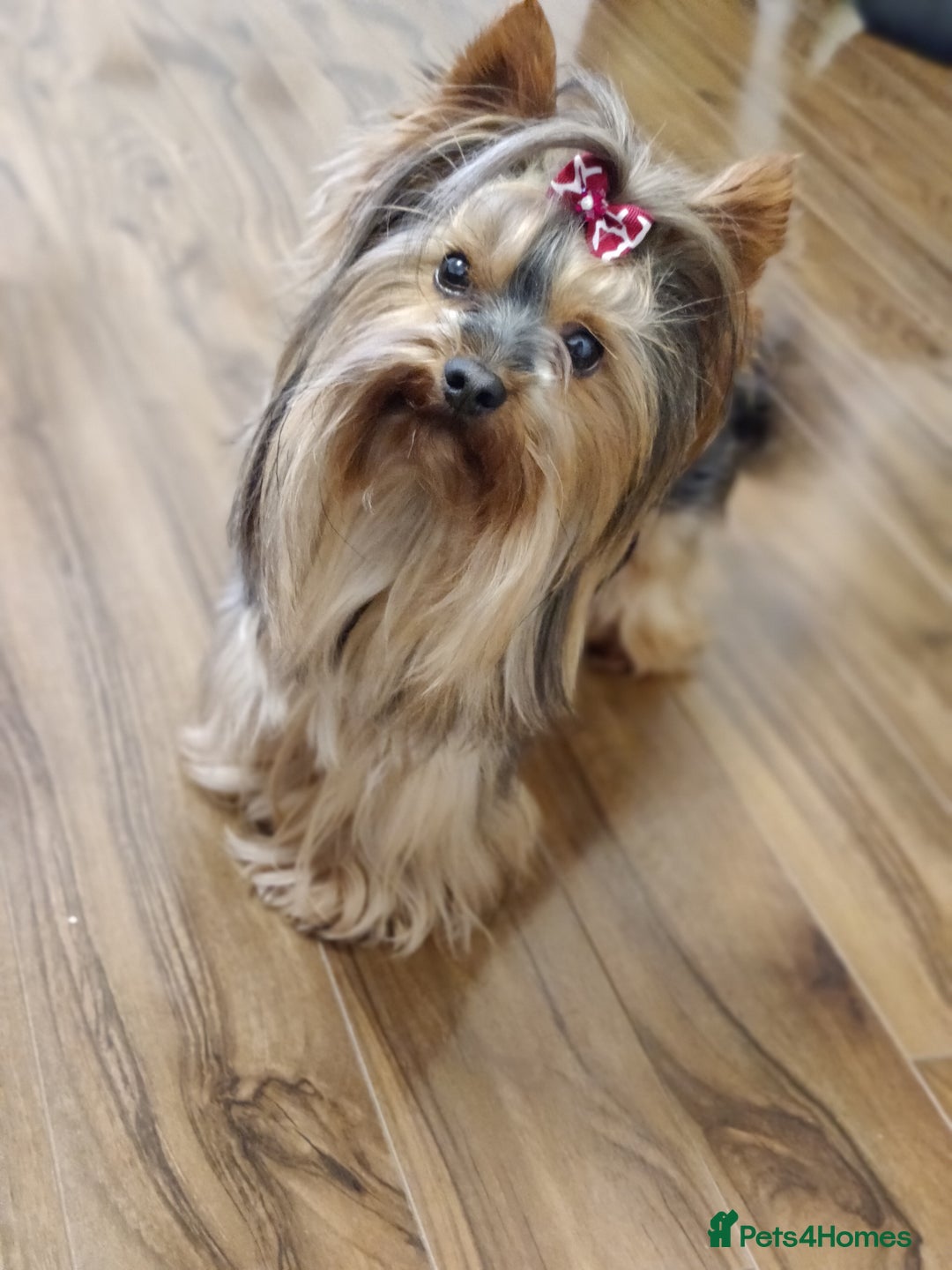 Yorkshire Terrier dogs for sale: Outstanding RARE Yorkshire terrier Chocolate - Image 24