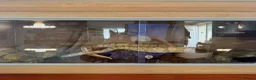 Python Snake reptiles for sale: X2 Ball Pythons in Waterlooville - Advert 9