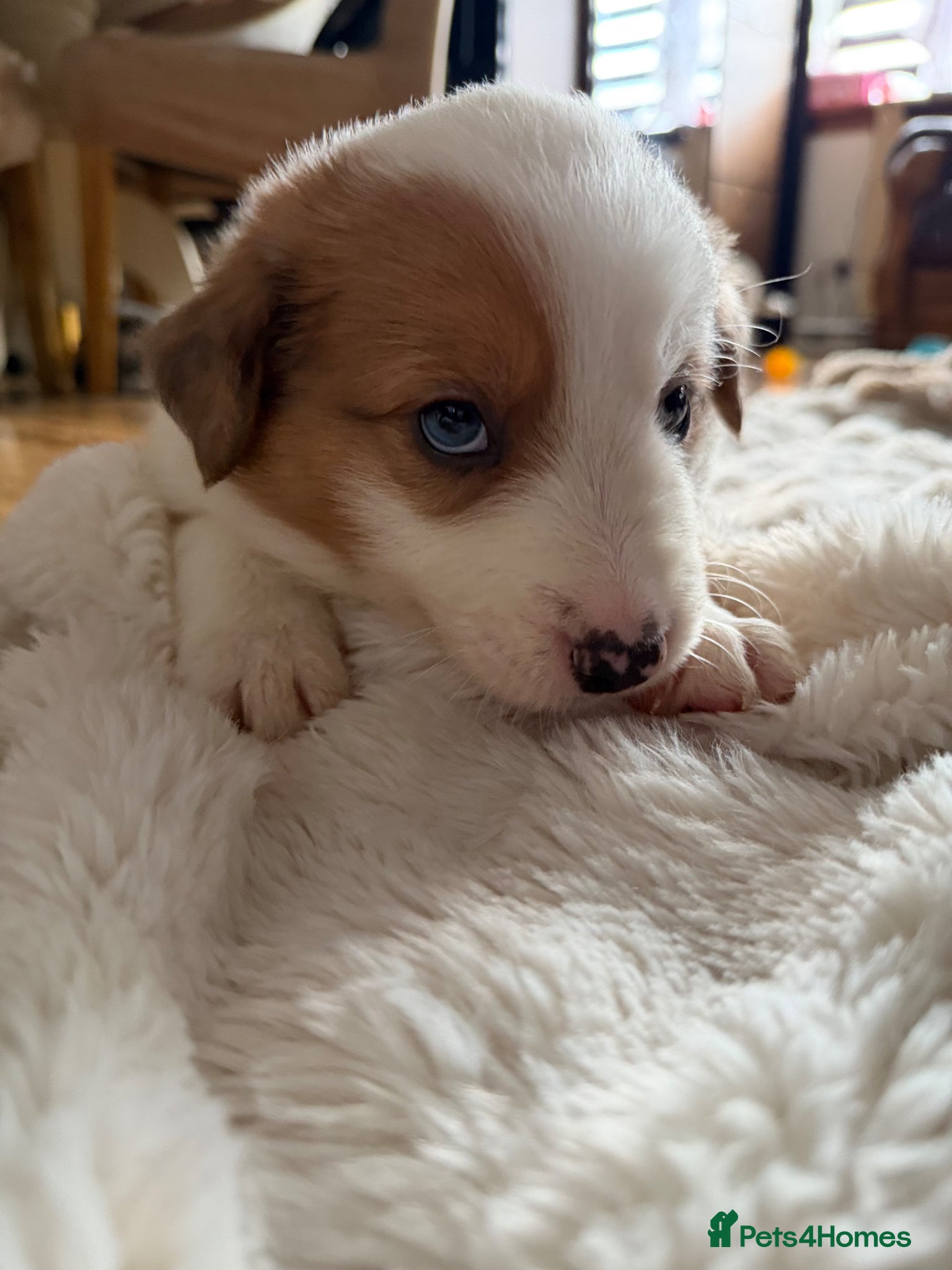 Border Collie dogs Stunning Show line puppies,various colours  - Advert 1