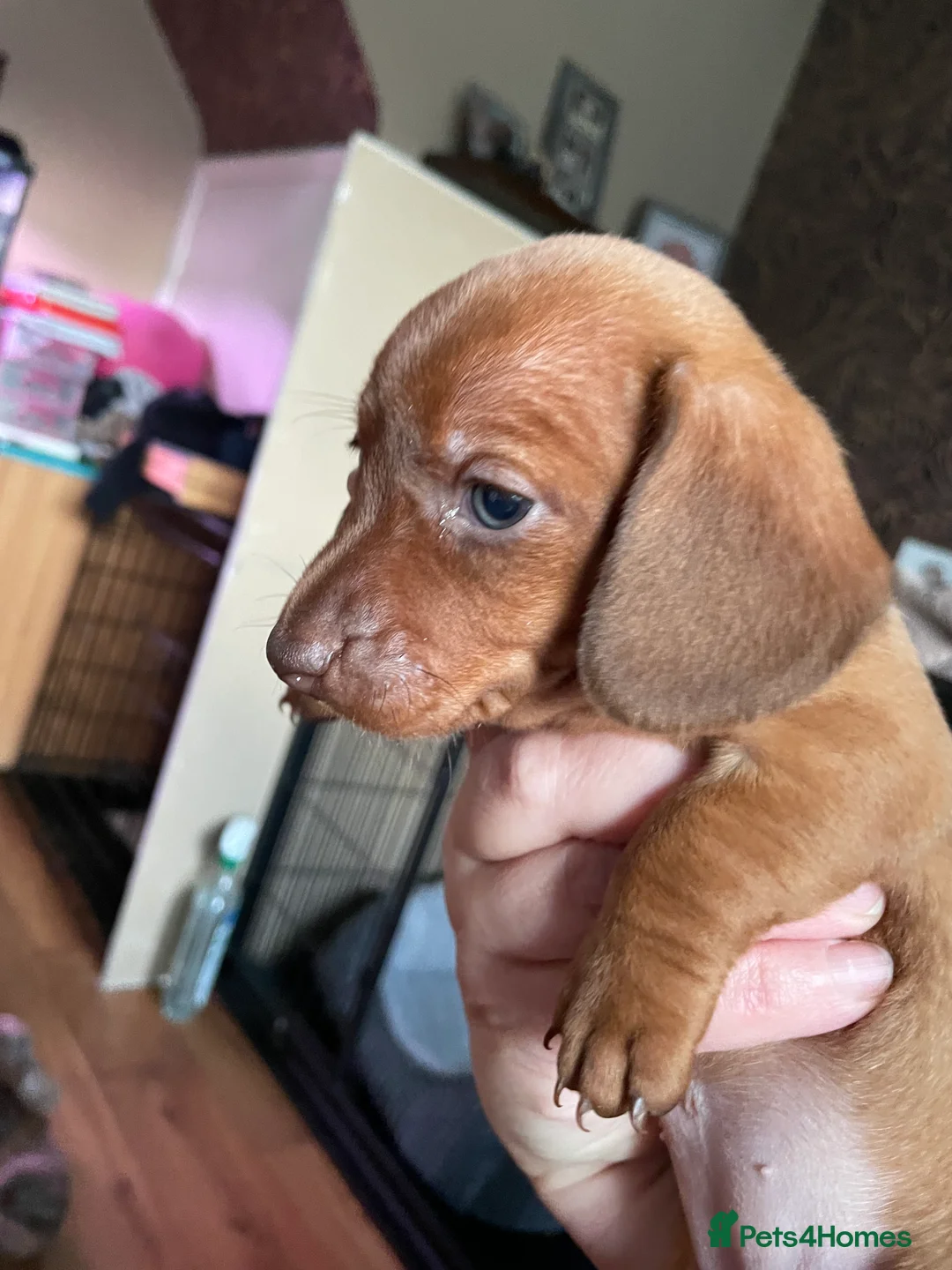 Miniature Dachshund dogs for sale: Last little girl ready end of February  - Advert 3