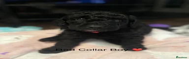 Red Collar Boy