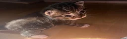 Mixed Breed cats for sale: Mix breed kittens for sale - Advert 6