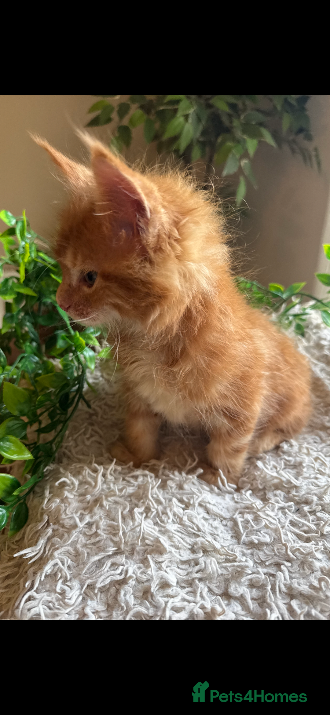Maine Coon cats for sale: Beautiful GCCF Maine Coon kittens - Advert 32