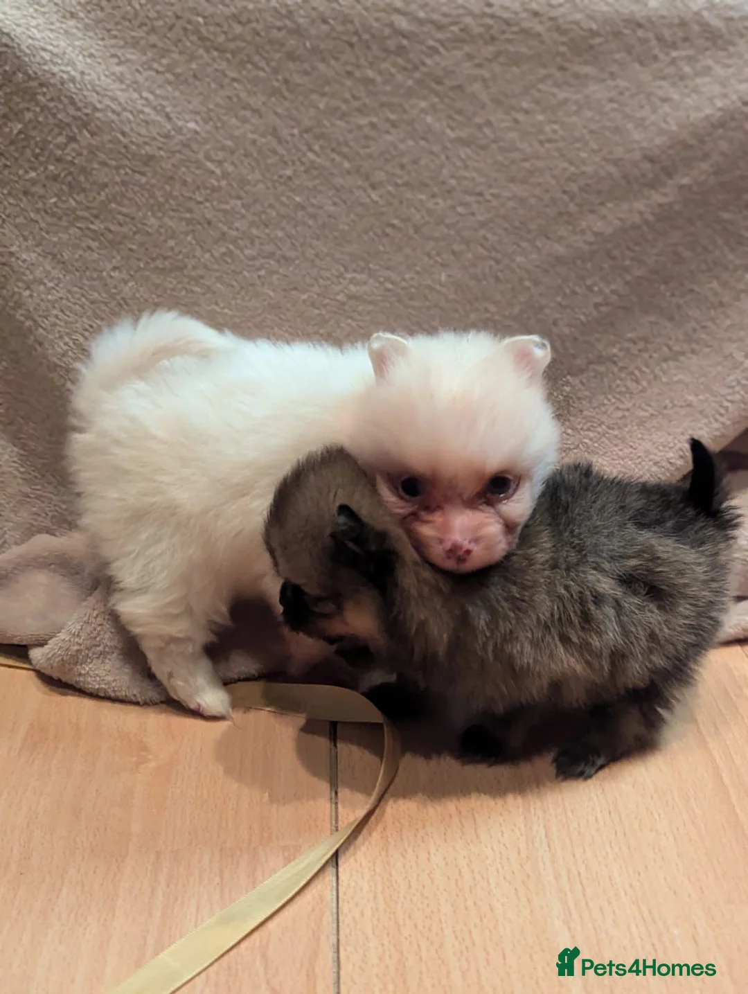 Pomeranian dogs for sale: 🐾 Adorable Merle Pomeranian Puppies for Sale 🐾 - Advert 36