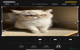 Exotic cats for sale: Outstanding Exotic Persian  - Image 25