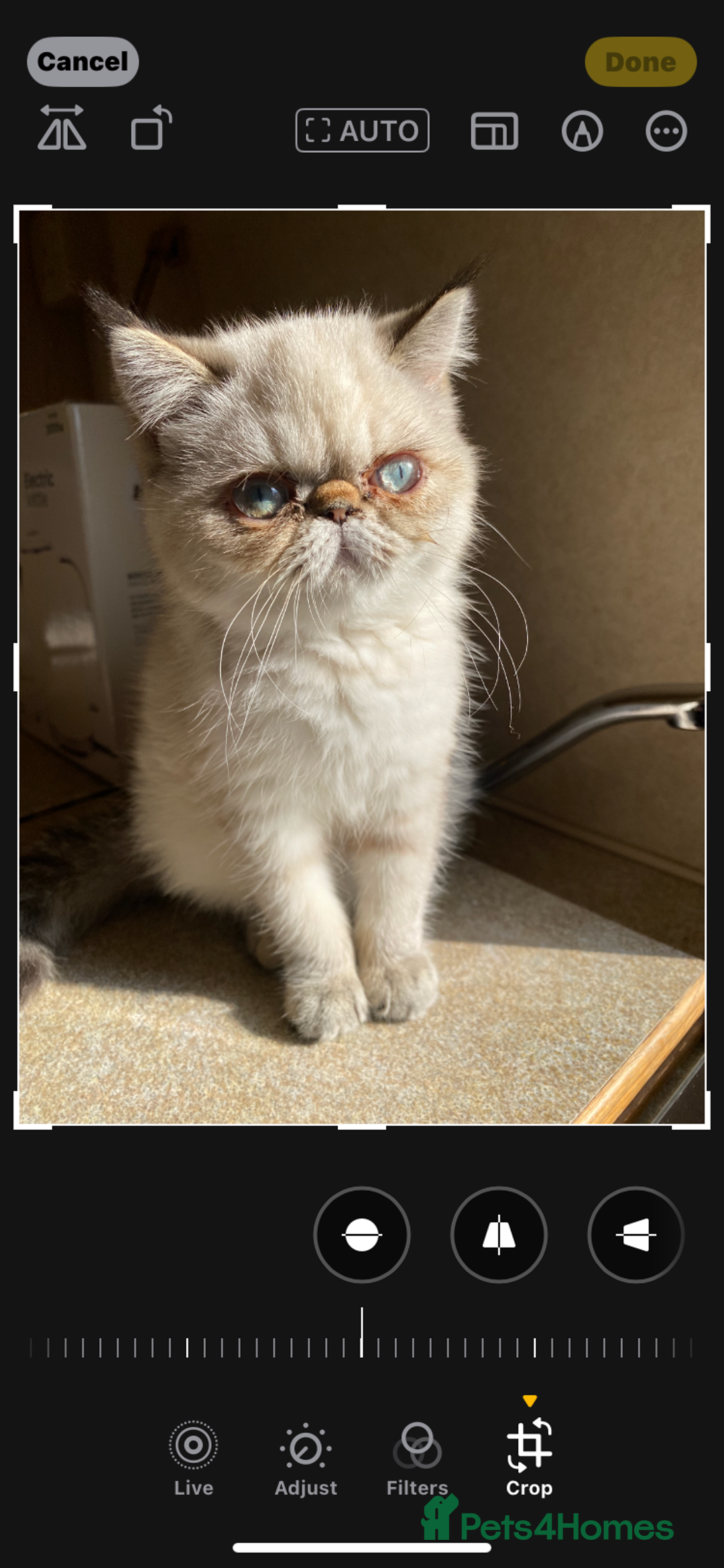 Exotic cats for sale: Outstanding Exotic Persian  - Image 25