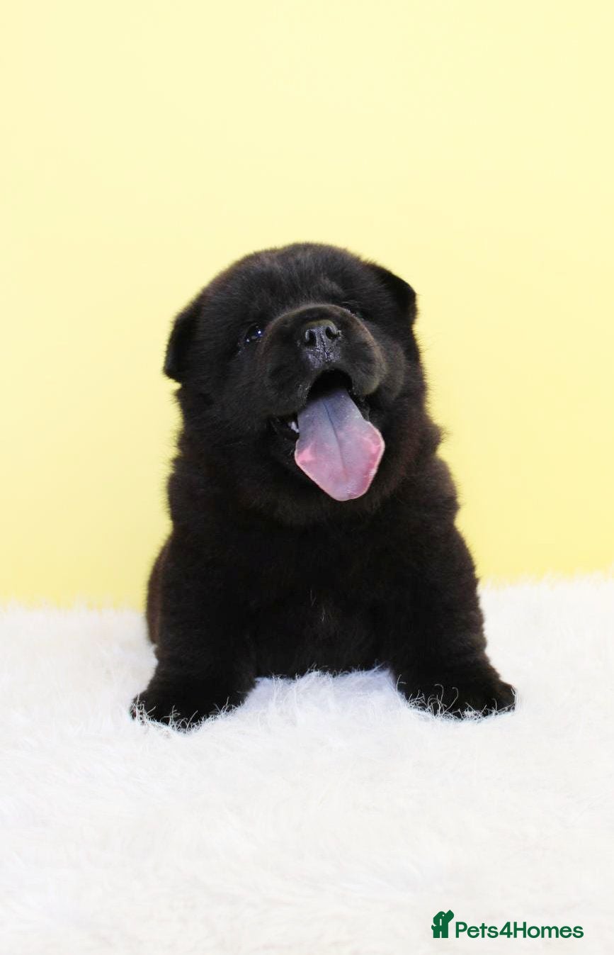 Chow Chow dogs Stunning chow chow pups  - Advert 1
