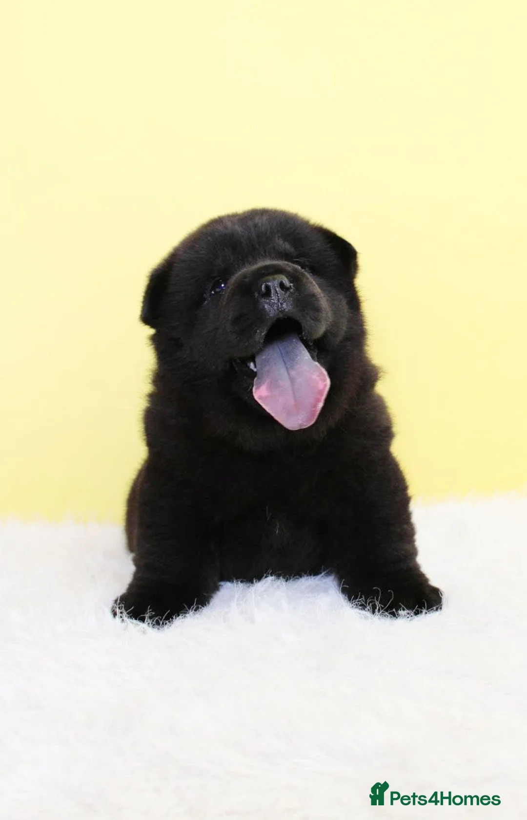 Chow Chow dogs for sale: Stunning chow chow pups  - Advert 2