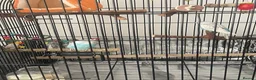 Lovebirds birds for sale: Male and female love birds + cage in Tipton - Advert 5
