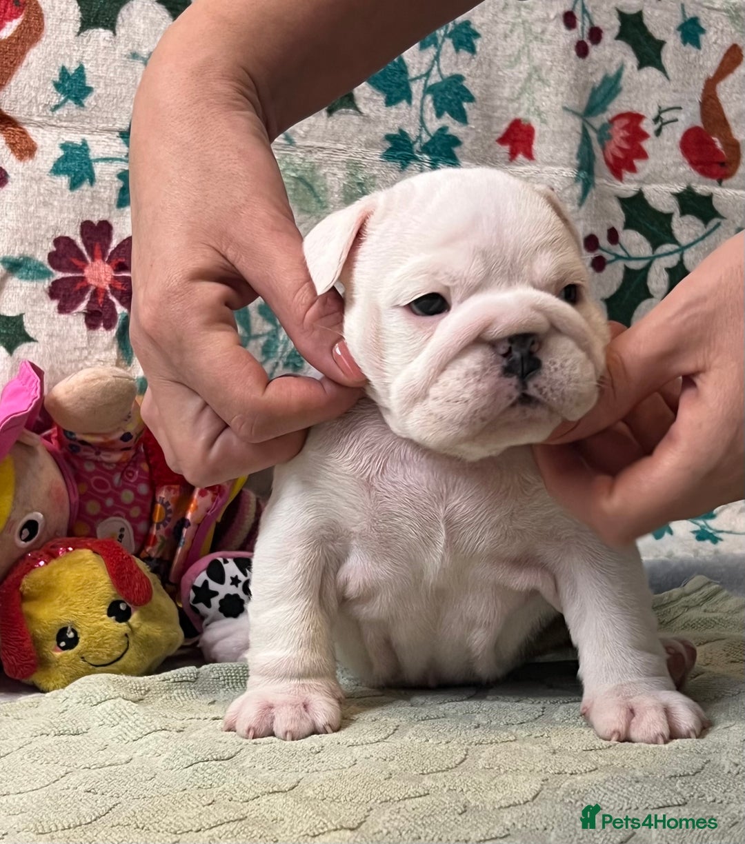 English Bulldog dogs for sale: ✨PUREBREED STANDARD COLOUR BULLDOG PUPPIES✨ - Advert 5