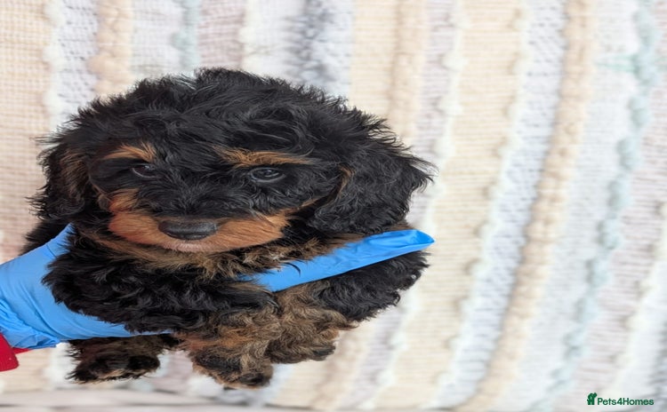 Doxiepoo dogs - Advert 5