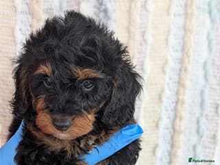 Doxiepoo dogs READY NOW PRA clear daxipoos hypoallergenic - Advert 16