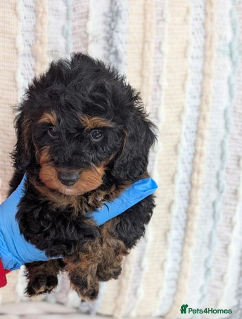 Doxiepoo dogs - Advert 1