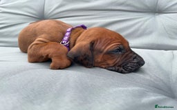 Rhodesian Ridgeback dogs for sale: Ridgeback: Chunky, Large Paws and Full Ridges  in Buckley - Image 33