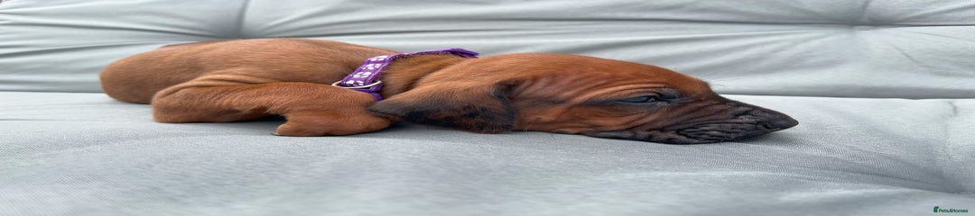 Rhodesian Ridgeback Puppy 9 Purple