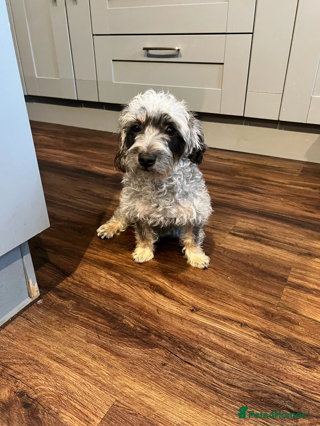 Mixed Breed dogs for sale: Looking for a Loving New Home for Our Little Girl - Advert 4