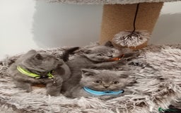 Brazilian Shorthair cats for sale: Beautiful blues Bristh short hair - Image 34