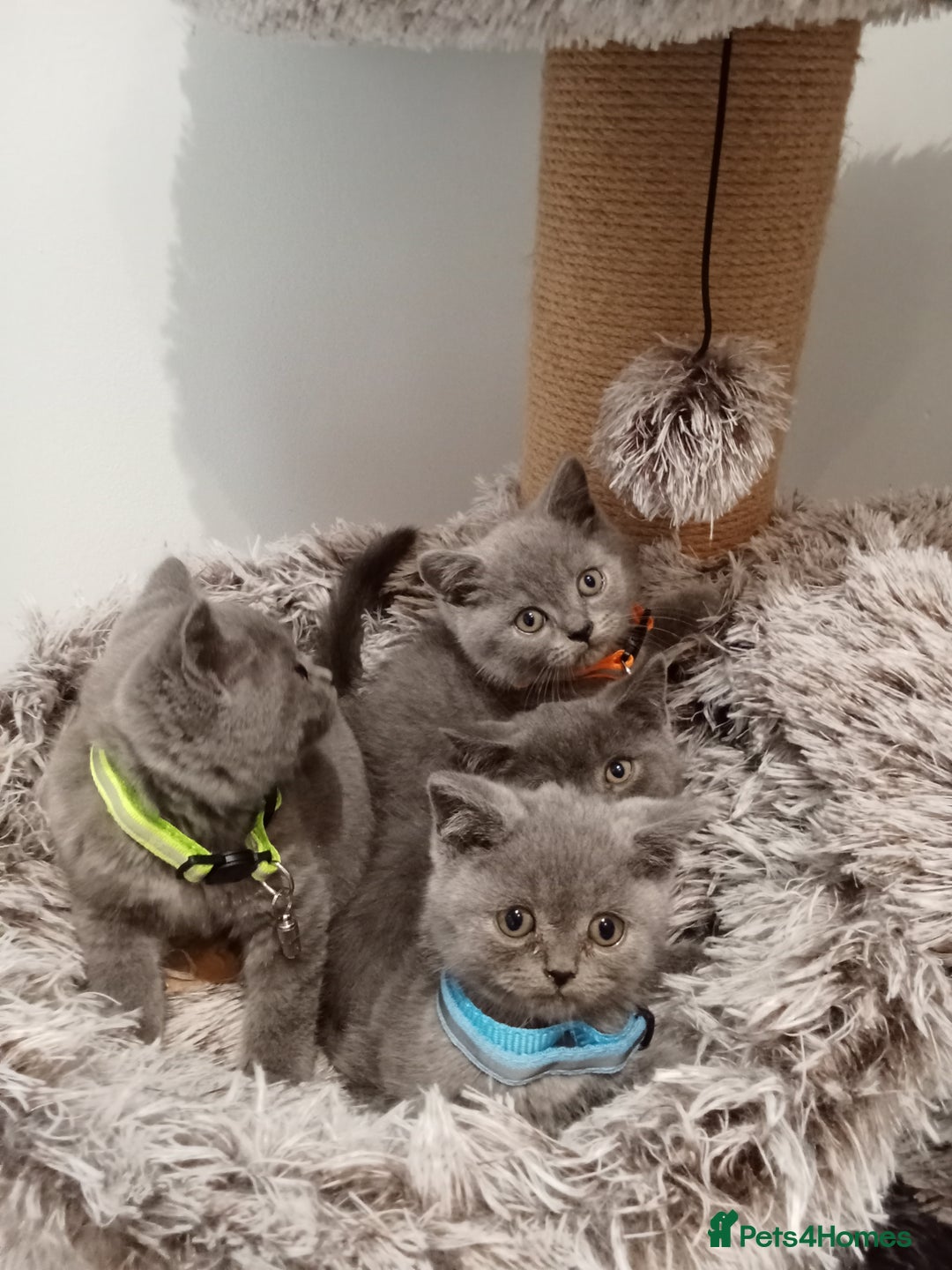 Brazilian Shorthair cats for sale: Beautiful blues Bristh short hair - Image 34