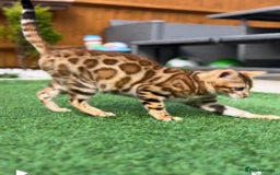Bengal cats for sale: Beautiful Active Bengal Queen - Imported Line - Image 1