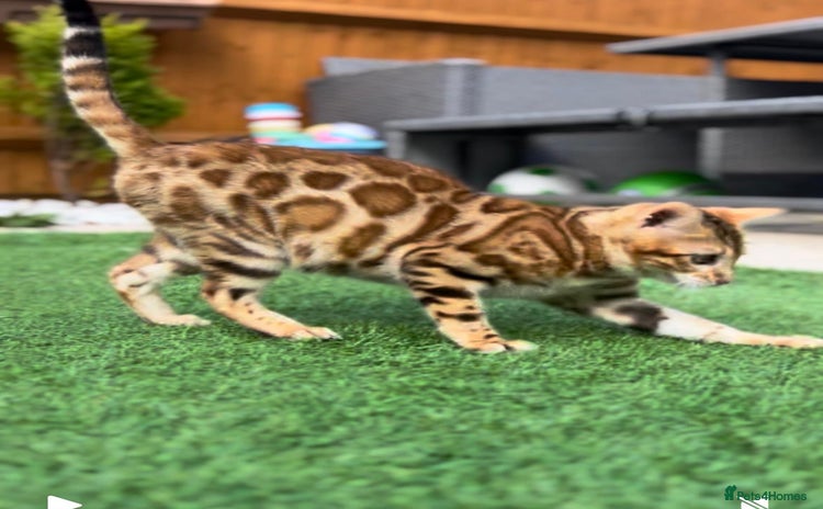 Bengal cats - Advert 5