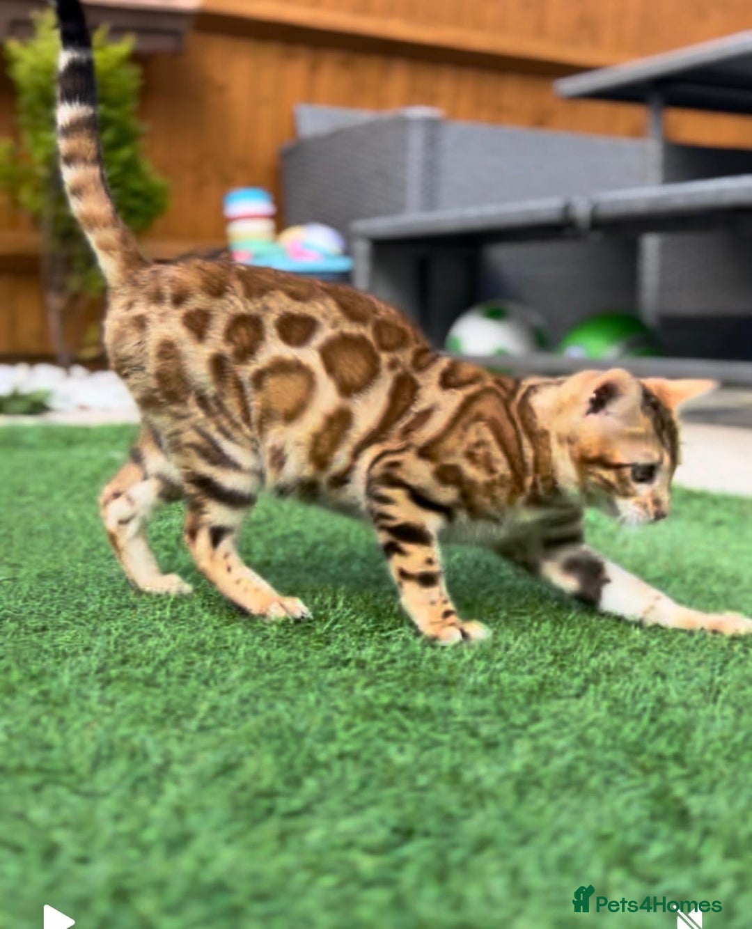 Bengal cats for sale: Beautiful Active Bengal Queen - Imported Line - Image 1