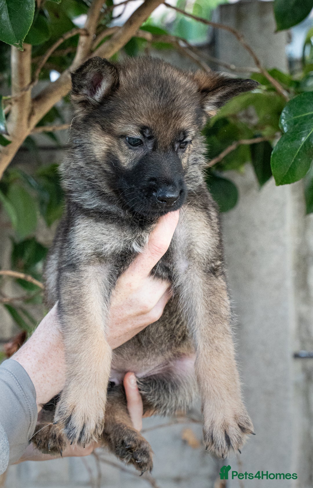 German Shepherd dogs for sale: German Shepherd Puppies - Image 32